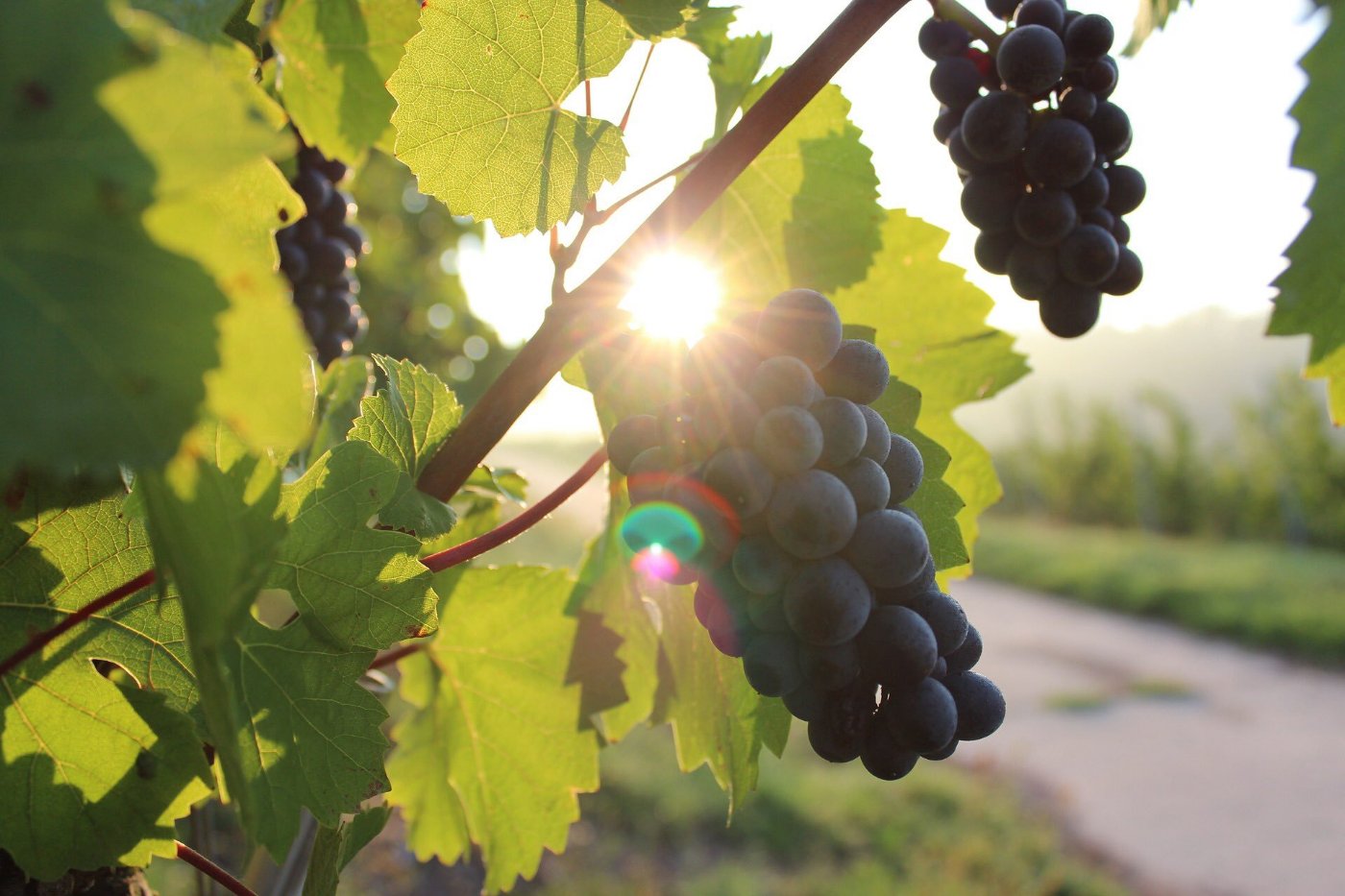Grapes on the vine with the sun behind them