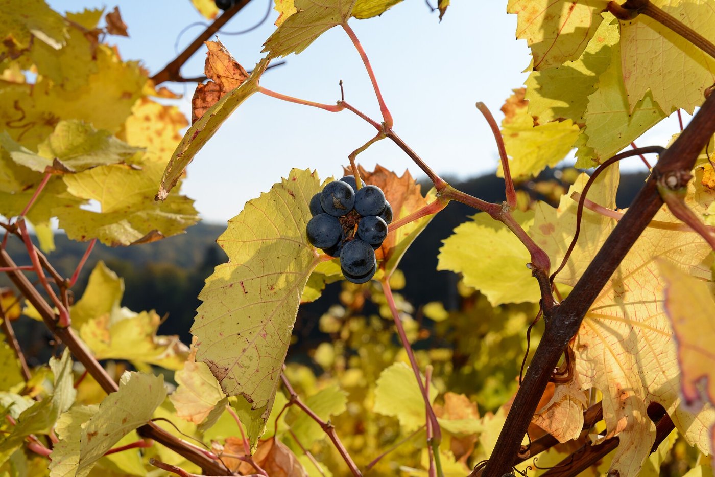A branch heavy with grapes, still joined to the vine