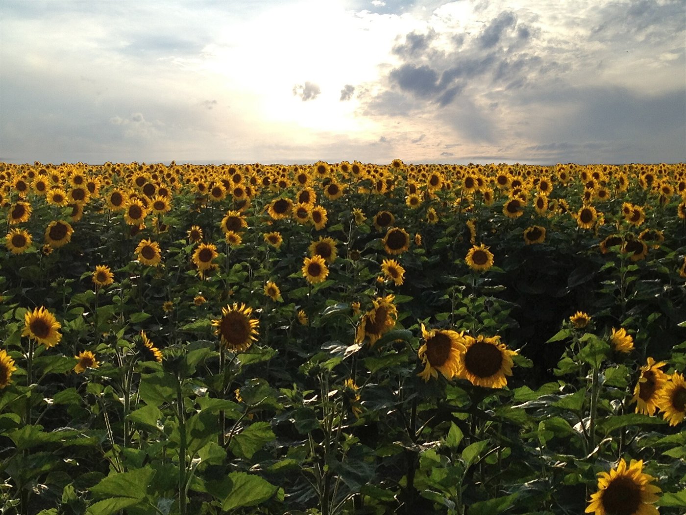 A field of sunflowers turned toward the sun