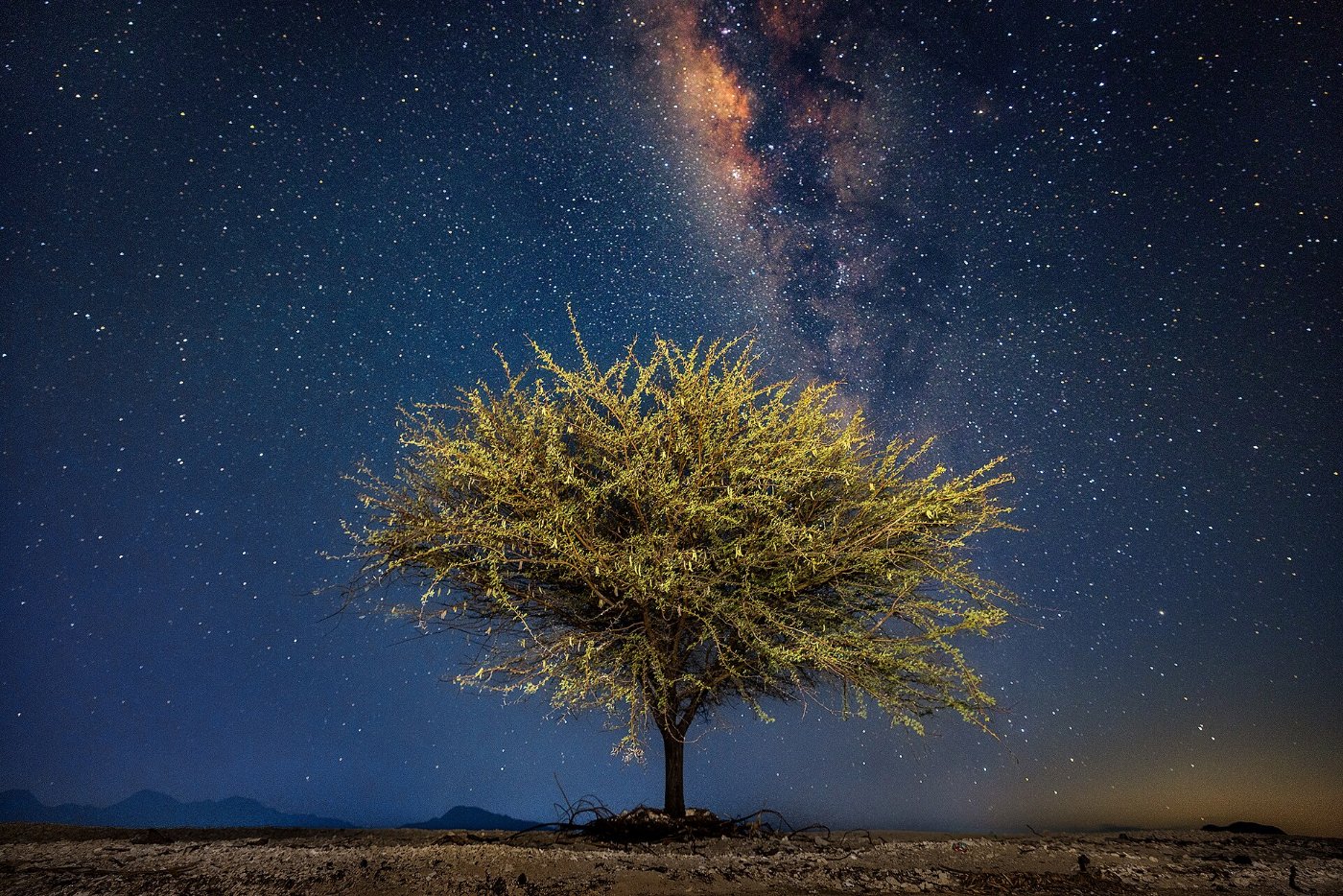A lone tree under the night sky and the Milky Way