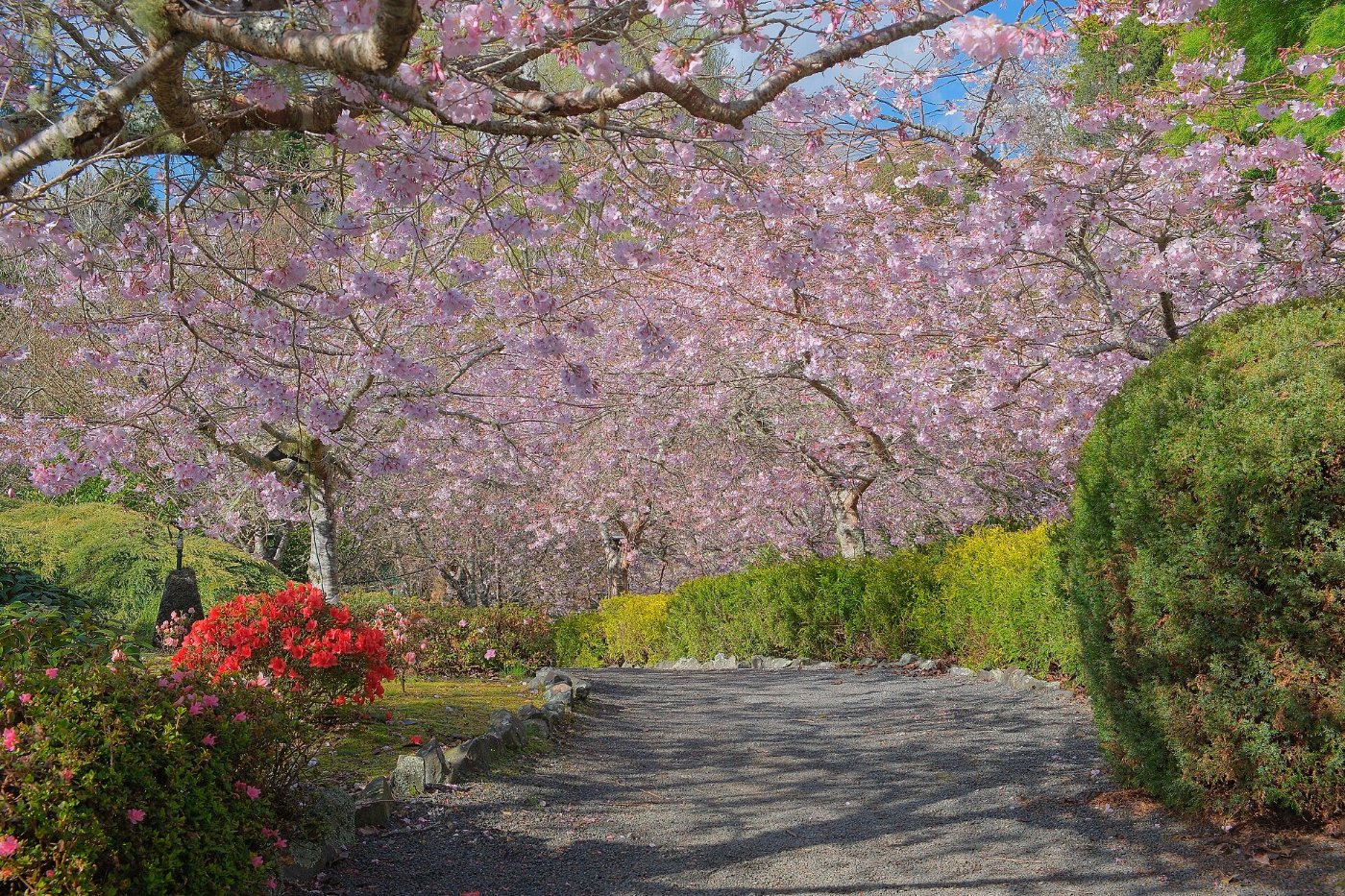 A garden path in morning light, flowers on either side