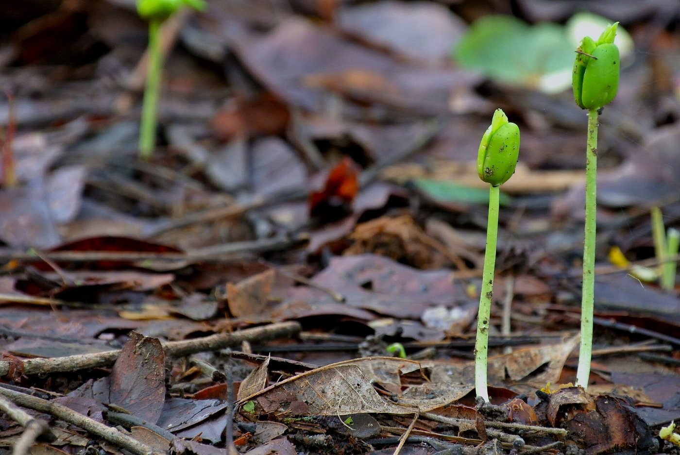 A green shoot rising out of dead leaves
