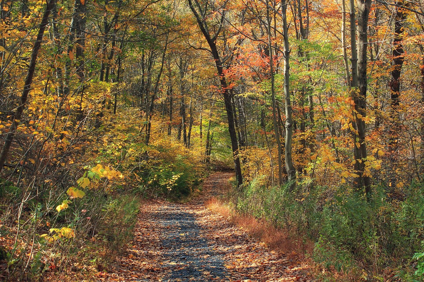 A trail running on through an autumn forest