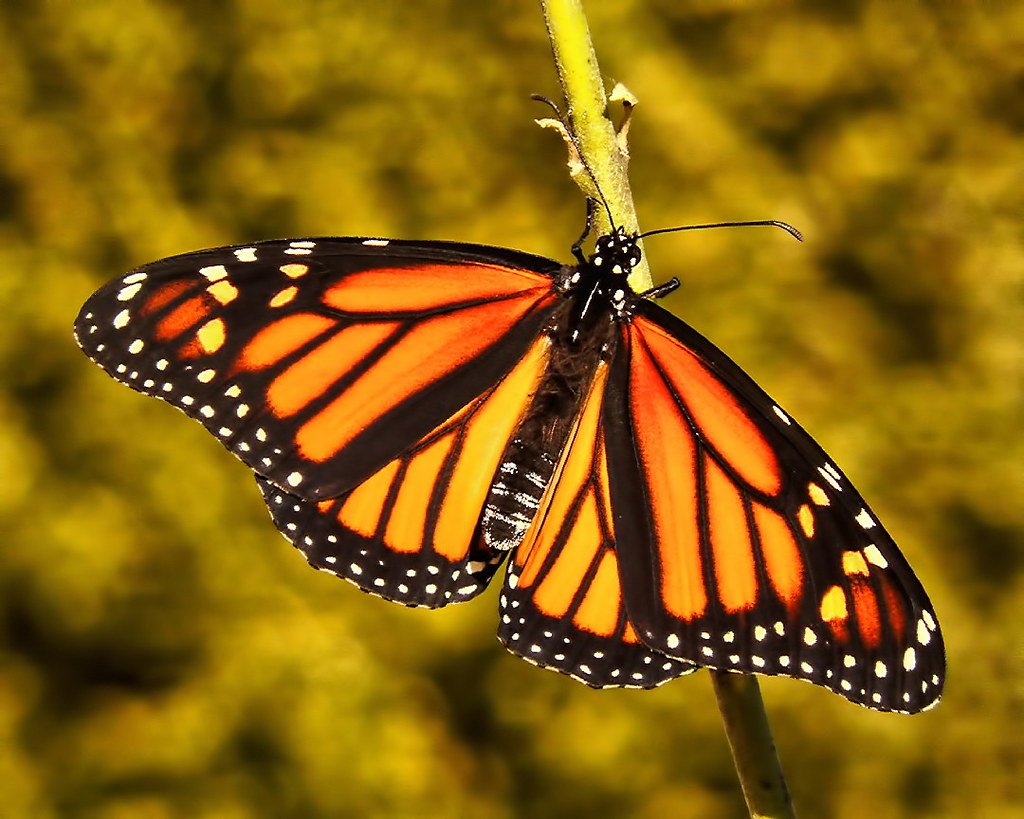 A monarch butterfly, newly out of its chrysalis, with its wings open