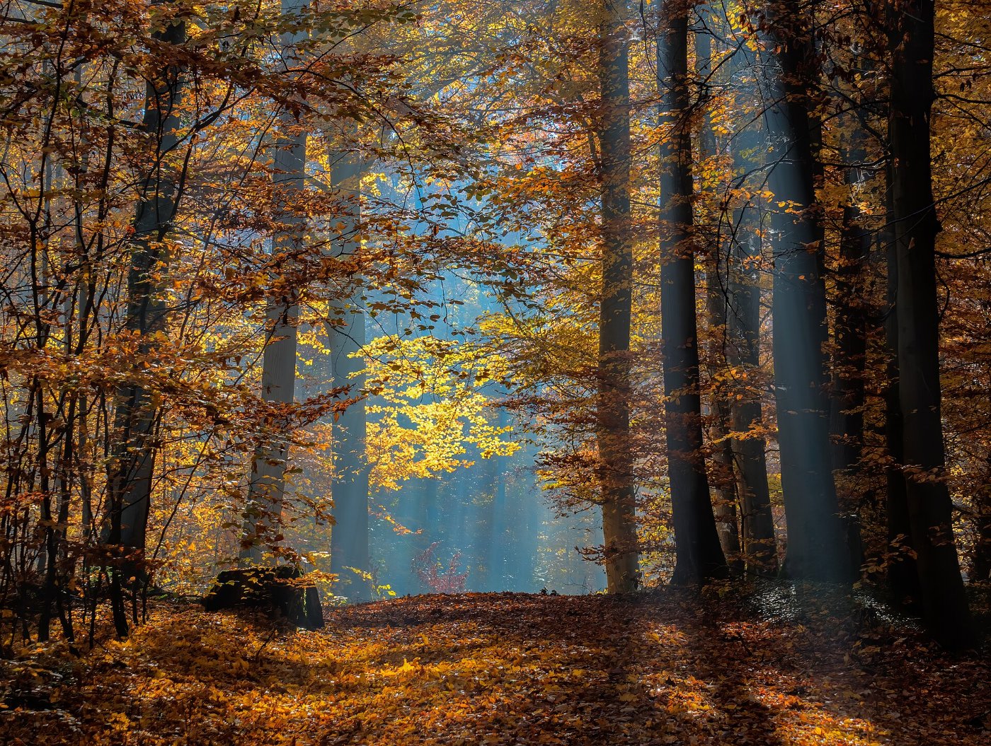Fallen leaves on a path, the tree above them already bare