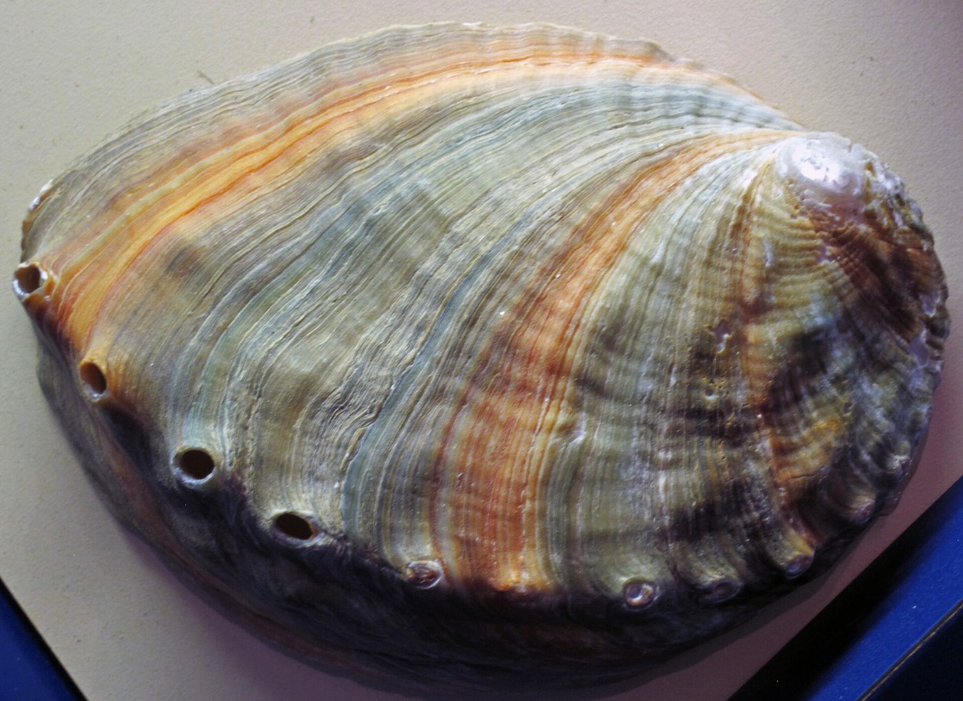 A single pearl resting in its open shell