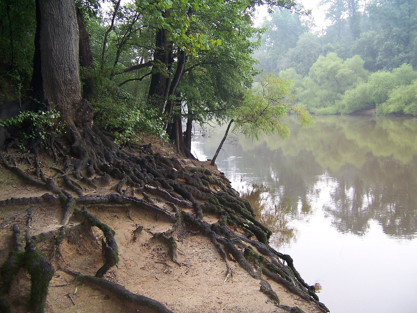 A tree rooted on a riverbank