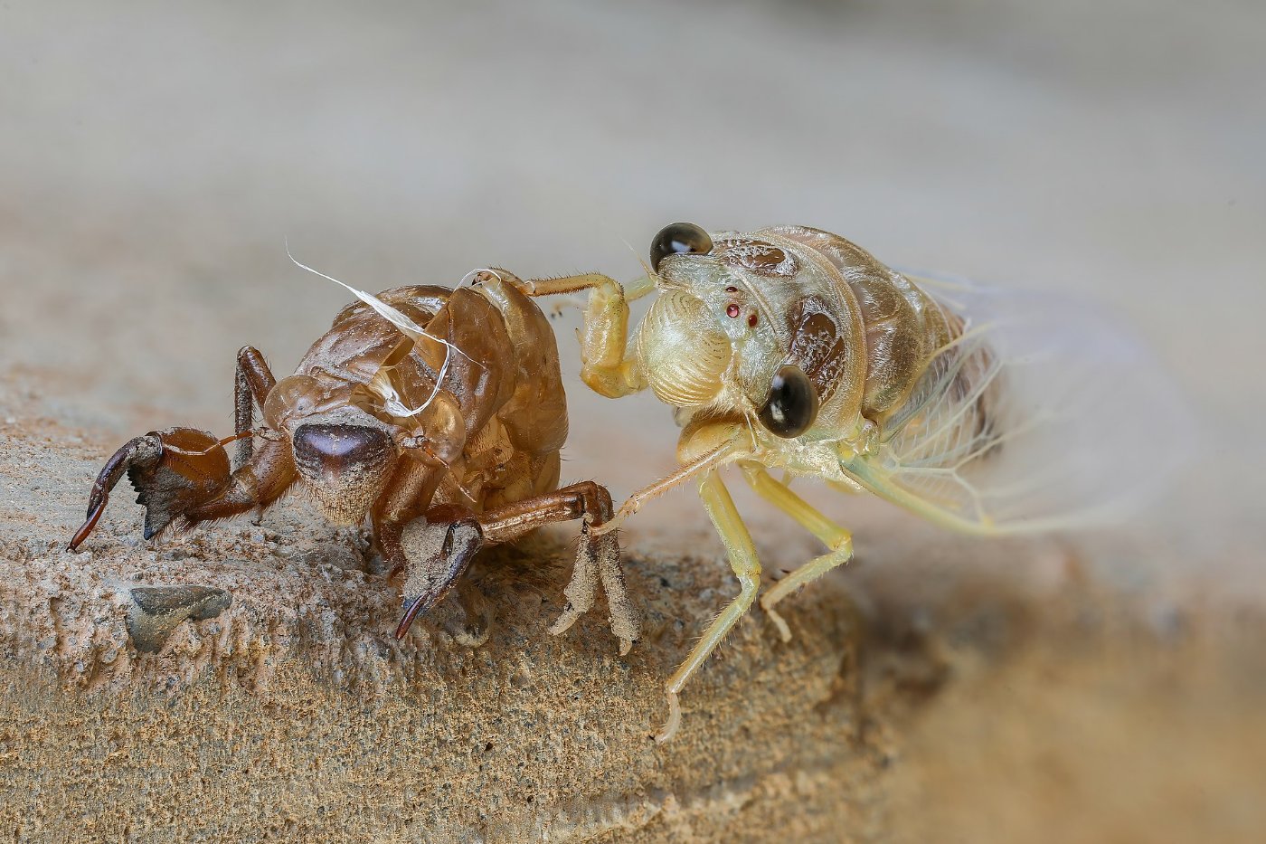 A newly emerged cicada beside the shell it left behind