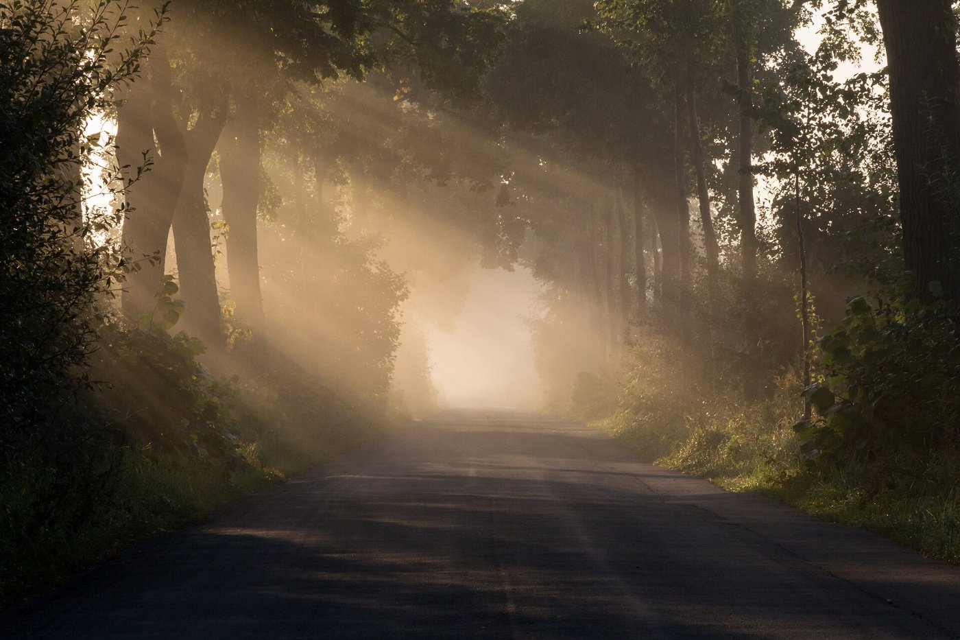 A forest path opening into morning light