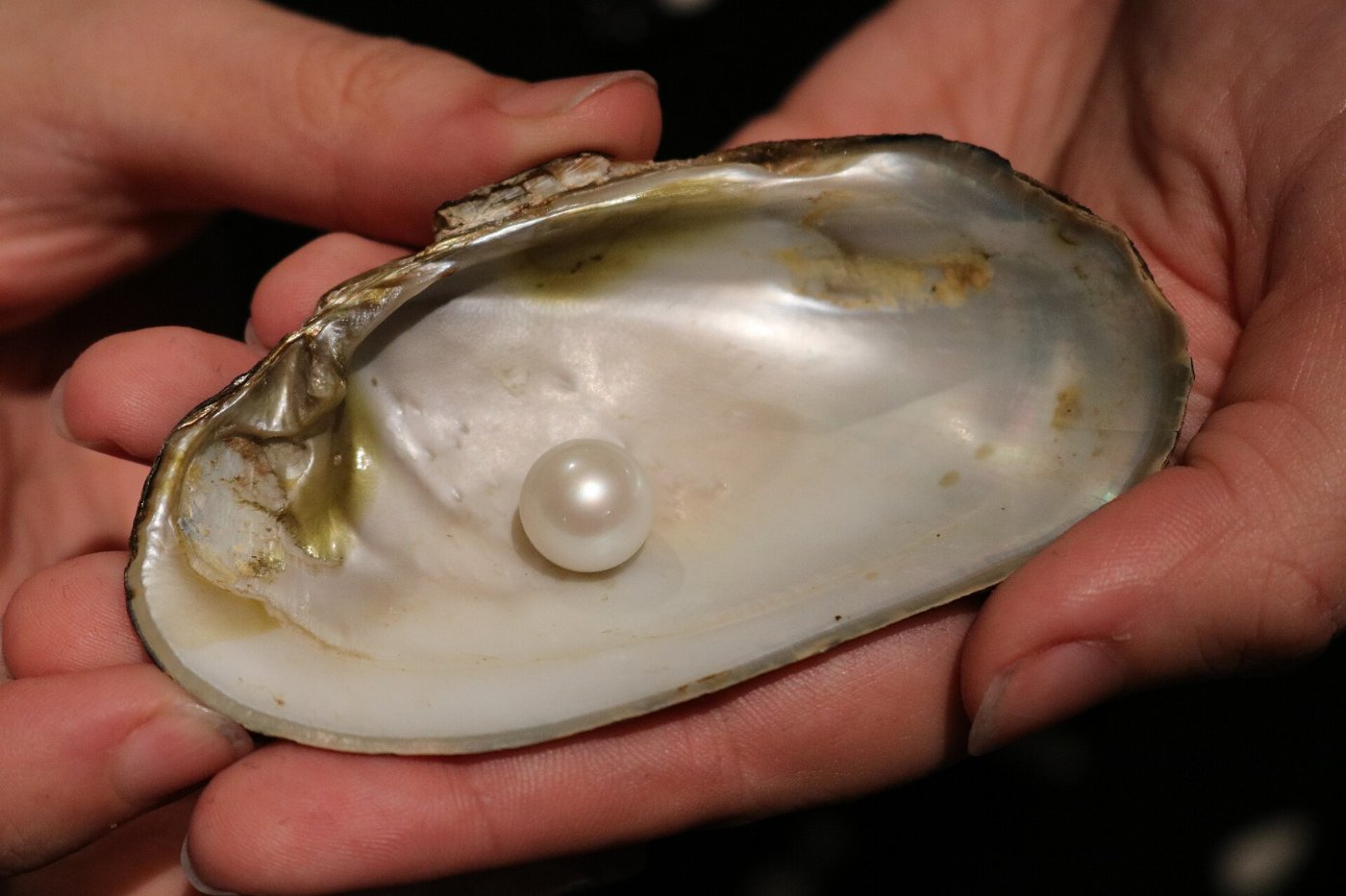 A pearl held inside its shell